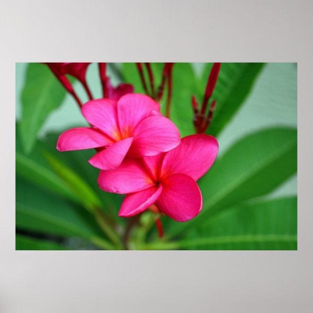 Pink Plumeria Frangipani Hawaiianische Blume Poster (Vorne)