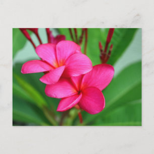 Pink Plumeria Frangipani Hawaiianische Blume Postkarte