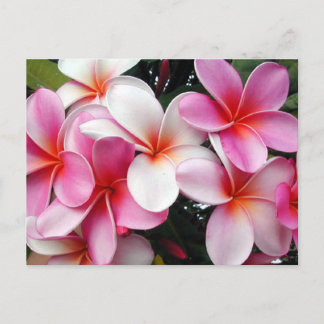 Pink Plumeria Hawaiian Postcard Postkarte