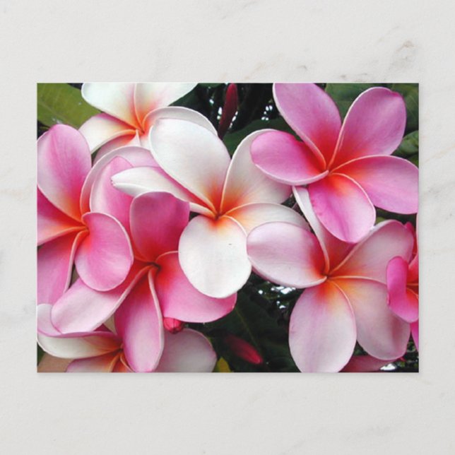 Pink Plumeria Hawaiian Postcard Postkarte (Vorderseite)
