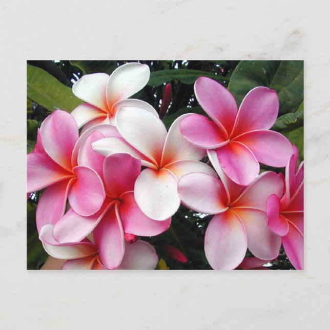Pink Plumeria Hawaiian Postcard Postkarte (Vorderseite)