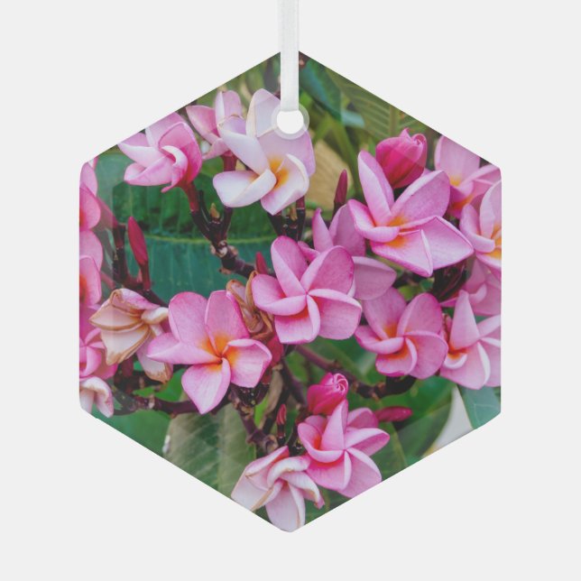 Pink Plumeria Ornament Aus Glas (Vorderseite)