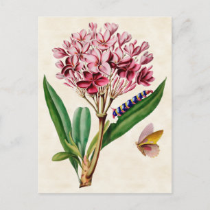 Pink Plumeria Vintag Botanisch Postkarte