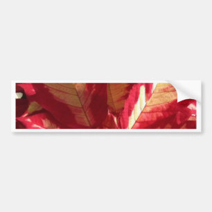 Pink Poinsettia Autoaufkleber