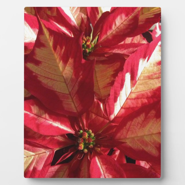 Pink Poinsettia Fotoplatte (Vorderseite)