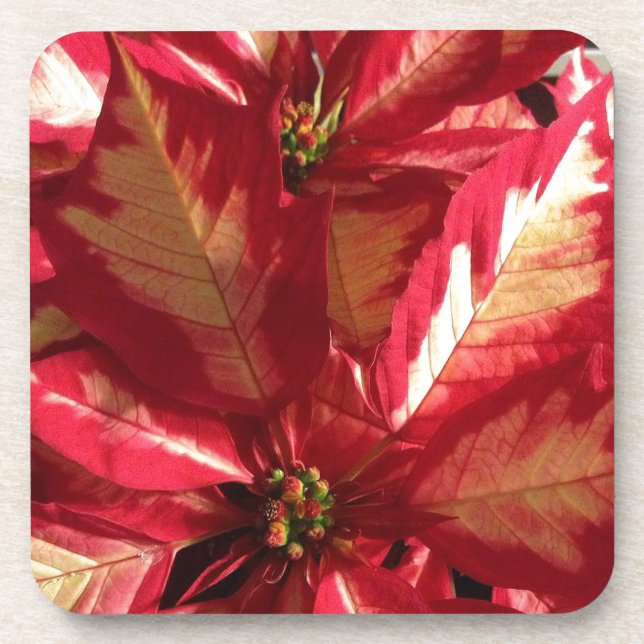Pink Poinsettia Untersetzer (Vorderseite)