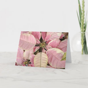 Pink Poinsettias Feiertagskarte