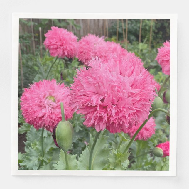 Pink Pom Pom Poppies Serviette (Vorderseite)