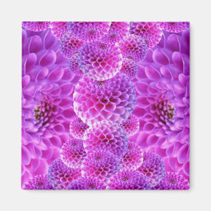 Pink PomPom Dahlia Blume Magnet