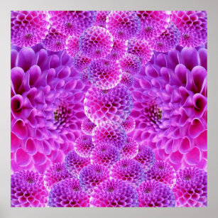 Pink PomPom Dahlia Blume Poster