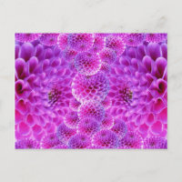 Pink PomPom Dahlia Blume