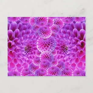 Pink PomPom Dahlia Blume Postkarte