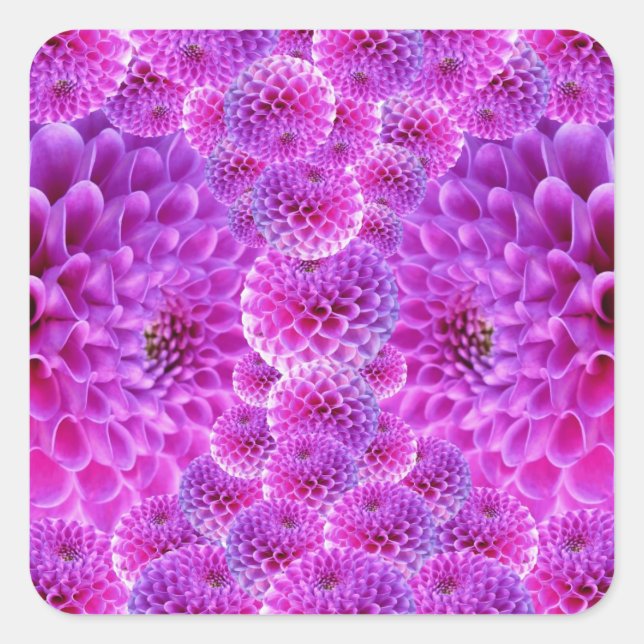 Pink PomPom Dahlia Blume Quadratischer Aufkleber (Vorderseite)