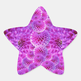 Pink PomPom Dahlia Blume Stern-Aufkleber