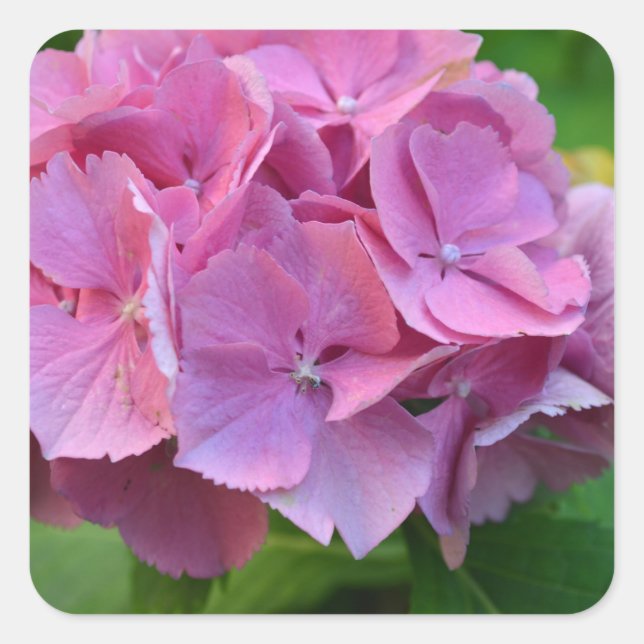 Pink Pompom Hydrangea Hortensia Blume Quadratischer Aufkleber (Vorderseite)