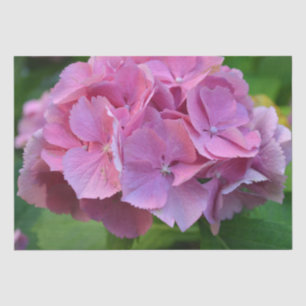 Pink Pompom Hydrangea Hortensia Blume Seidenpapier