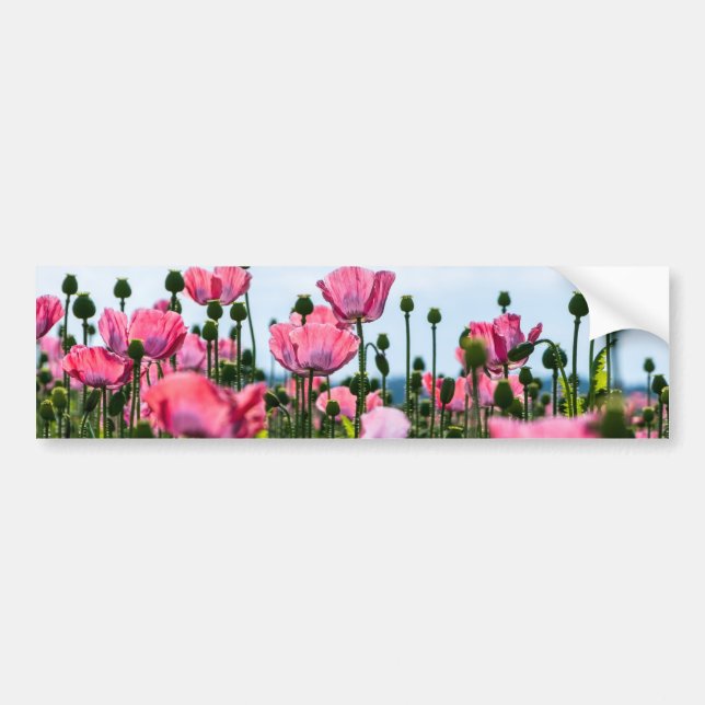 Pink Poppies Autoaufkleber (Vorne)
