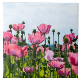 Pink Poppies Fliese