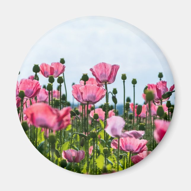 Pink Poppies Magnet (Vorne)