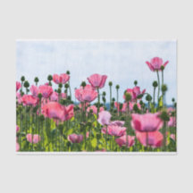 Pink Poppies
