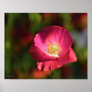 Pink Poppy in der Sonnenscheinfotografie Poster