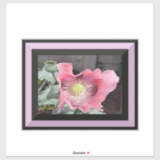 Pink Poppy mit Rand Aufkleber