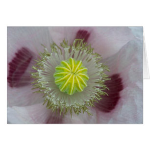 Pink Poppy Nah-up