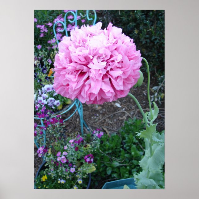 Pink Poppy Poppies Spring Flower Floral Garden Poster (Vorne)