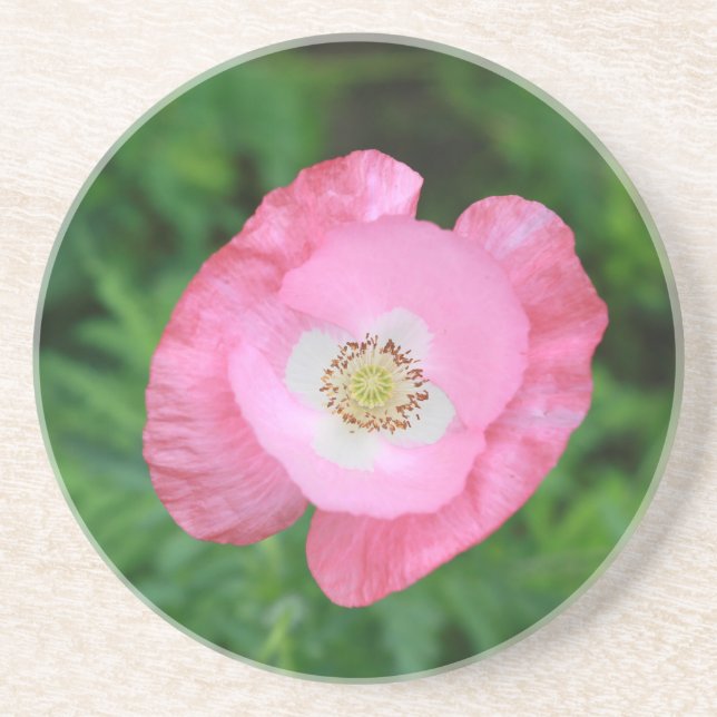 Pink Poppy Sandstein Untersetzer (Vorne)