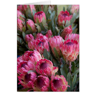 Pink Protea