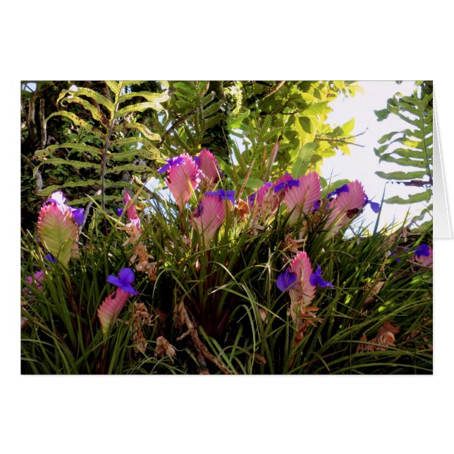 Pink Quill Bromeliad (Vorderseite (Horizontal))