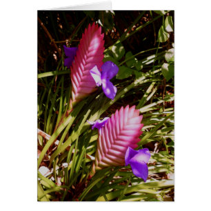 Pink Quill Bromeliad