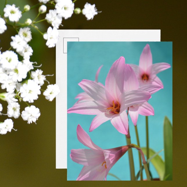 Pink Rain Lilies Fotografy Floral Aqua Blue Postkarte (Von Creator hochgeladen)