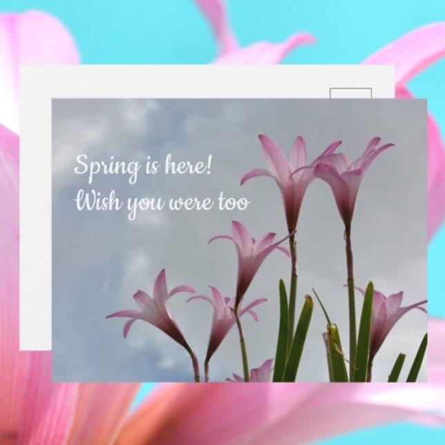 Pink Rain Lilies Springtime Vermisst Sie Postkarte (Von Creator hochgeladen)