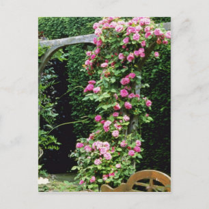 Pink Rambler Rose Francoise Juranville Over Pergol Postkarte