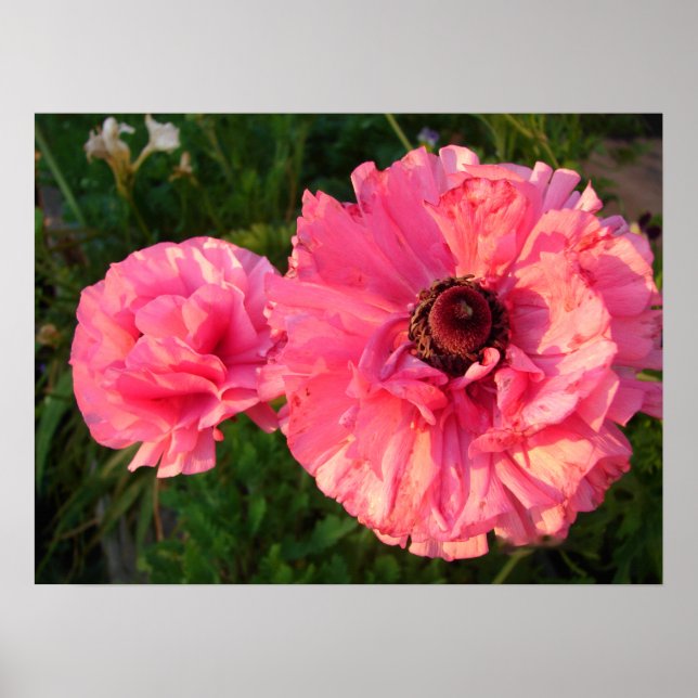 Pink Rannunculus Bulb Spring Garden Blume Poster (Vorne)