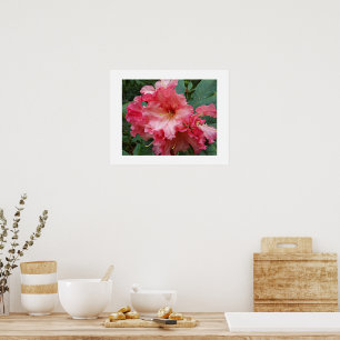 Pink Rhododendron Bloom Floral Fotografisch Poster