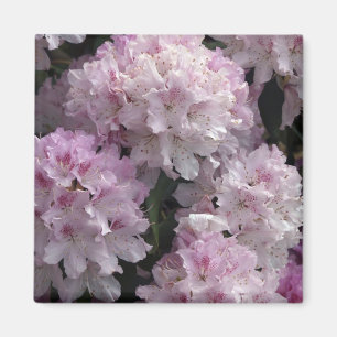 Pink Rhododendron Geschenke Magnet