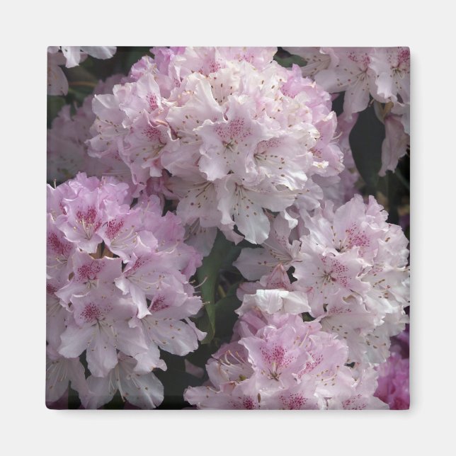 Pink Rhododendron Geschenke Magnet (Vorne)