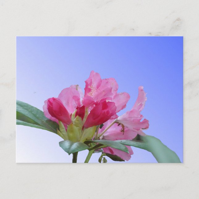 Pink Rhododendron Nah Up DIY Postkarte (Vorderseite)