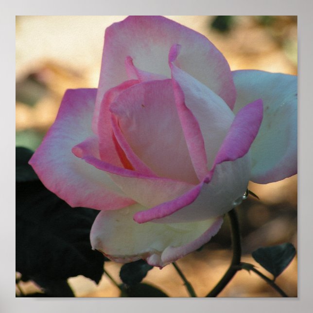 Pink Rimmed Rose Poster (Vorne)