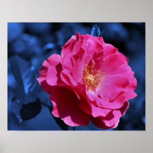 Pink Rose Abstact Blue Tint Blume Poster