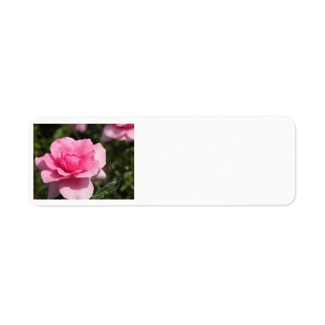 Pink Rose Address Labels (Vorne)