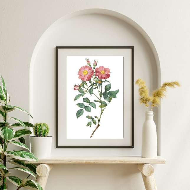 Pink Rose Botanisches Illustrations-Poster Poster (Von Creator hochgeladen)