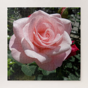 Pink Rose Jigsaw Puzzle,676 Stk. Puzzle
