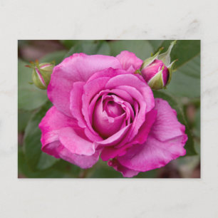 Pink Rose jjhelene Postkartendesign Postkarte