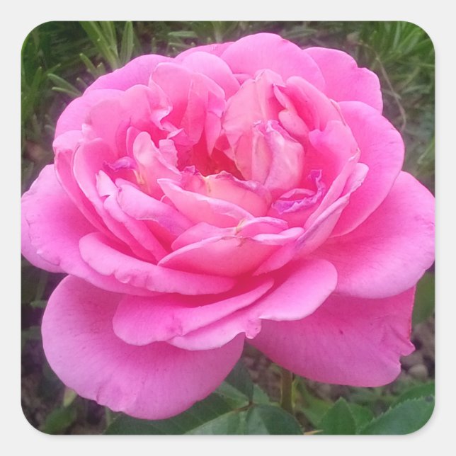 Pink Rose "Leonardo Da Vinci" Quadratischer Aufkleber (Vorderseite)
