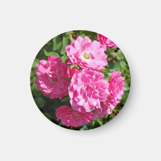 pink_Rose Magnet