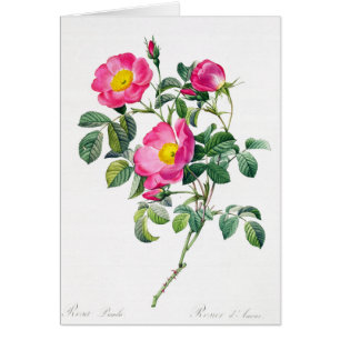 Pink Rose Pierre-Joseph Redoute Grußkarte