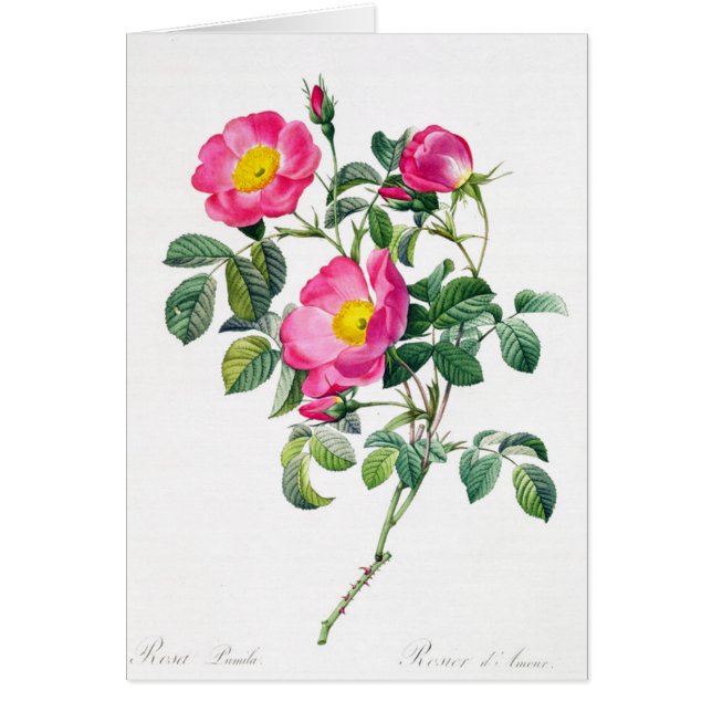 Pink Rose Pierre-Joseph Redoute Grußkarte (Vorne)